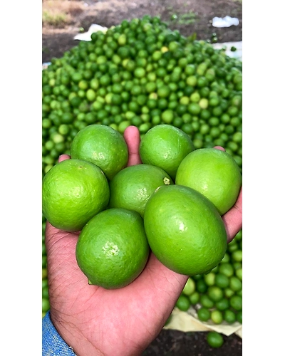 Lemon-1