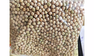Matar Seed