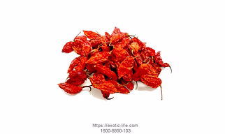 KING CHILLI (BHOOT JOLOKIA)