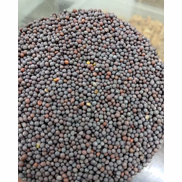 tayyibaat mustard seeds (rai)