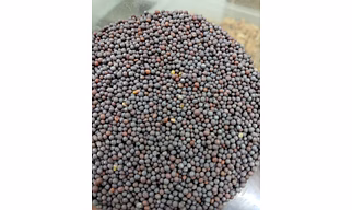 Black Pepper (Kali mirch)