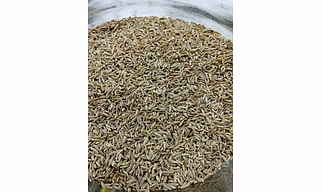 Cumin Seeds (Zeera)