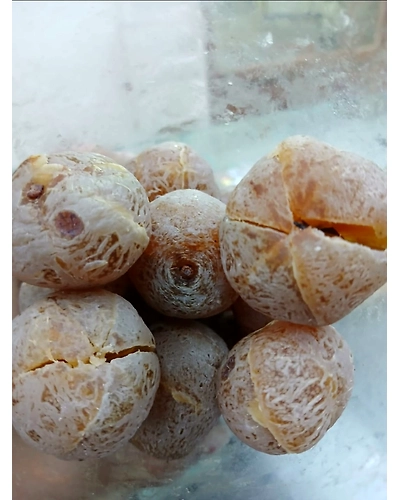Honey Amla-T11