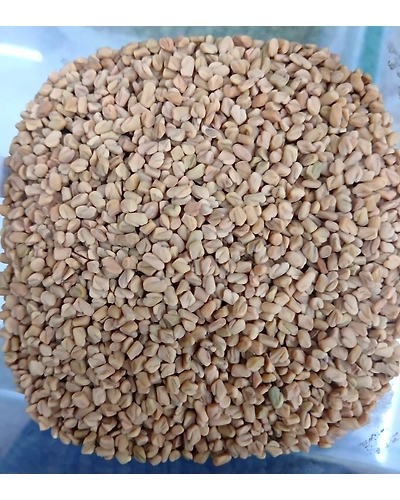 Methi dana-T16