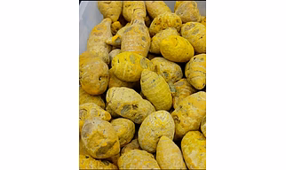Moti Haldi