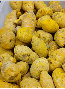 Moti Haldi