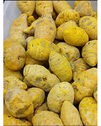 Moti Haldi-T22