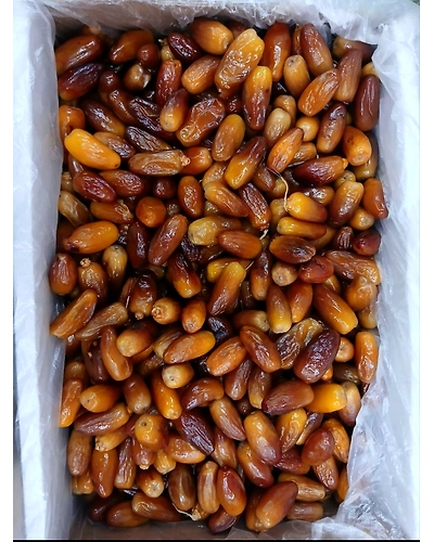 Algerian dates-T81