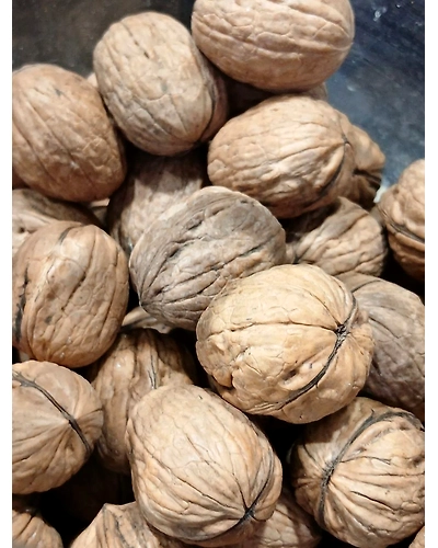 Walnut Shell (Akhrot shell)-T98