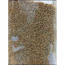tayyibaat ajwain