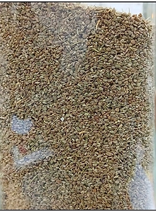 Ajwain