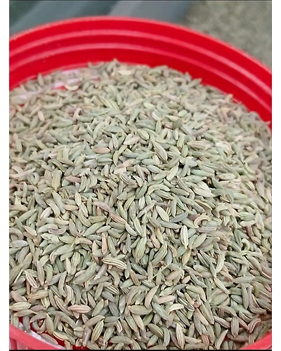 Fennel seeds (Barik Sounf)-T114
