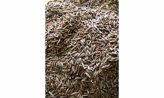 Cumin Seeds