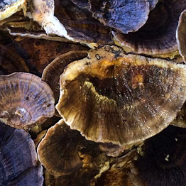 mahogany turkey tail mushroom dried 100g