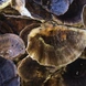 Turkey Tail Musrhoom Dried (1 Kg)-1006-sm