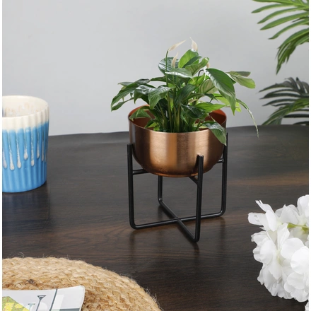 Golden Bowl Table Planter Pots with Iron Stand- 2 Piece-1
