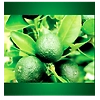 Calamansi Concentrate with wild honey