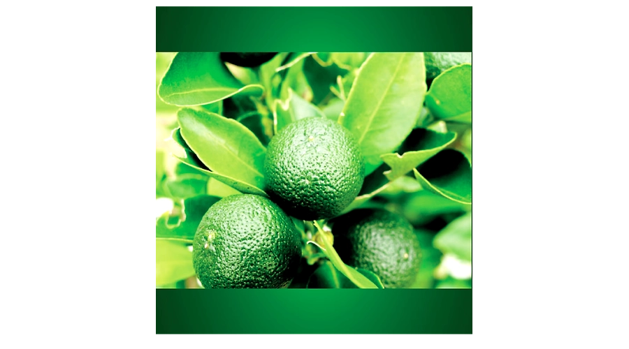 Calamansi Concentrate with wild honey