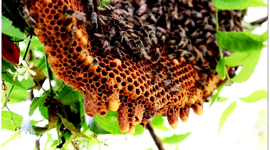 Wild honey