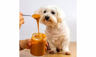 Pet friendly peanut butter