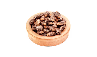 Castor Seeds