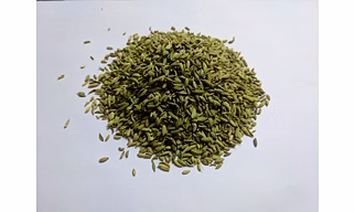 Fennel Seeds