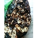 Tamarind-6373408-sm