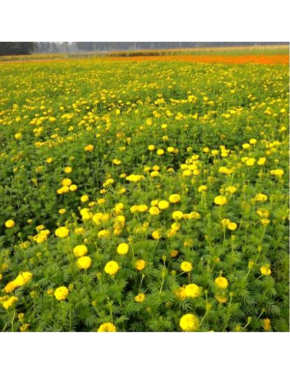 Flowers-6361520