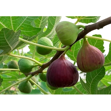 Fig-6367150