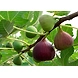 Fig-6367150-sm