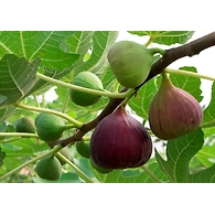 Fig