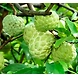 Sitafal (Custard Applie)-6367156-sm