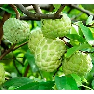 Sitafal (Custard Applie)
