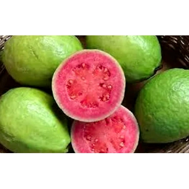 Thaiwan Pink Guava-6367158