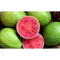 Thaiwan Pink Guava