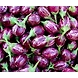 Brinjal-6367160-sm