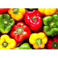 Capsicum