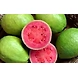 THAIWAN PINK GUAVA-6367184-sm
