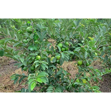 THAIWAN PINK GUAVA-1