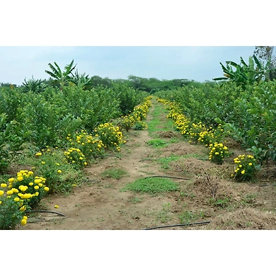 THAIWAN PINK GUAVA-2