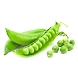 Fresh Mutter (Green Peas)-sku-greenveggies-Mutter-sm