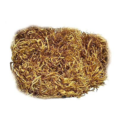 Cordyceps Militaris-1
