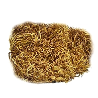 Cordyceps Militaris