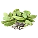 Cardamom-6365842-sm