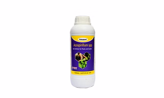 Katyayani Azospirillum Bio Fertilizer (5 x 10*8 CFU ml/min) for Plants and Home Garden Nitrogen Provider for paddy coconut cotton lime and herbs Eco Friendly Liquid Nitrogen fixing Bacteria.