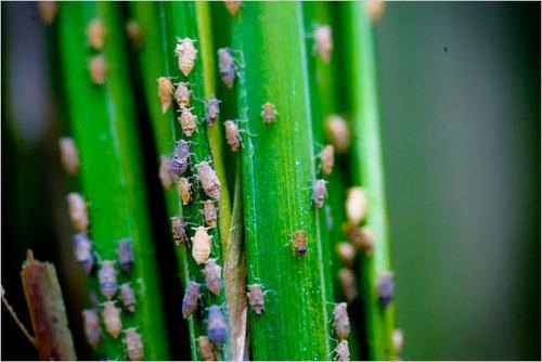 Katyayani BPH SUPER Pymetrozine 50% WG Super Powerful control  of  Brown Plant Hopper ( Bhura mahu or Bhura Fudka Keet ) In Rice Paddy Systemic World Class Insecticide Spray-2