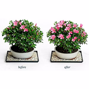 Katyayani Flowering Fertilizer Booster for All Flowering Plants Roses, Orchids, Hibiscus, Jasmine etc with Mix Micronutrient Super for Home Garden, Nursery & Agricultural Use.