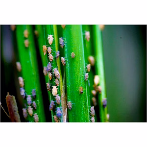 Katyayani BPH SUPER Pymetrozine 50% WG Super Powerful control  of  Brown Plant Hopper ( Bhura mahu or Bhura Fudka Keet ) In Rice Paddy Systemic World Class Insecticide Spray