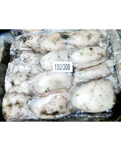 Cuttlefish Whole-6354916
