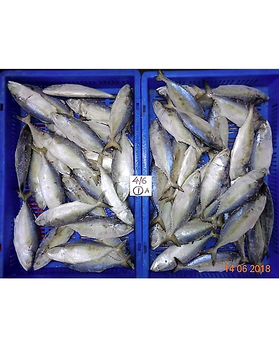 Indian Mackerel-6355164